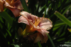 Taglilie 12.07.08_2