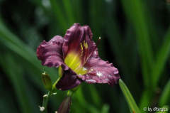 Taglilie 12.07.08_3
