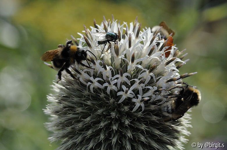 Kugeldistel 12.07.08