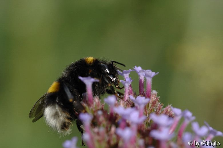 Hummel 12.07.08
