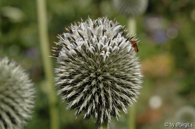 Kugeldistel 12.07.08_2