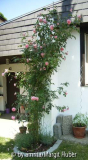 Unbekannte Rose_Gesamterscheinung