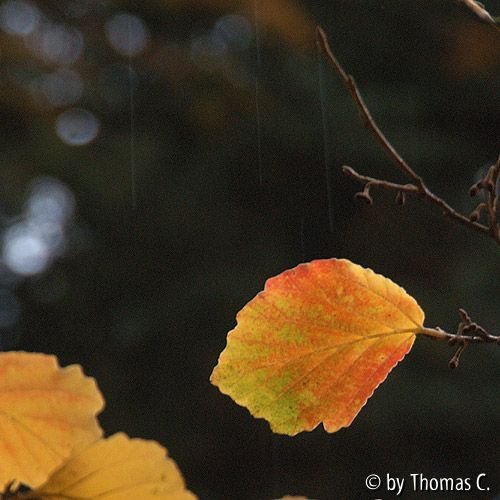 Hamamelisblatt im Herbst