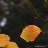 Hamamelisblatt im Herbst