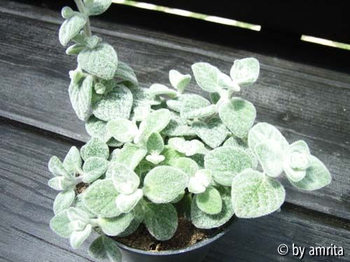 Unbekannter Oregano_1