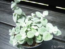 Unbekannter Oregano_1