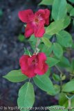Bengal Crimson