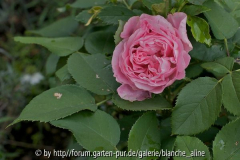 Baroness Rothschild
