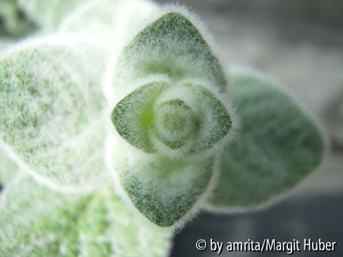 Unbekannter Oregano_2