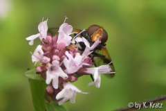 Volucella pellucens
