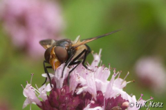 Volucella pellucens