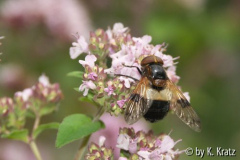 Volucella pellucens
