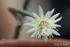Kakteenblüte...