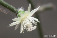 Kakteenblüte...