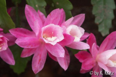 Kakteenblüte...