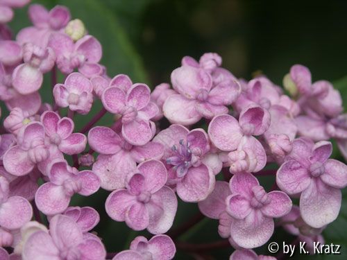 Hortensie