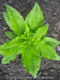 2008_kasseler_struenkchen~0.jpg
