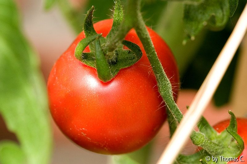 Tomatendschungel 04: Vesuvio