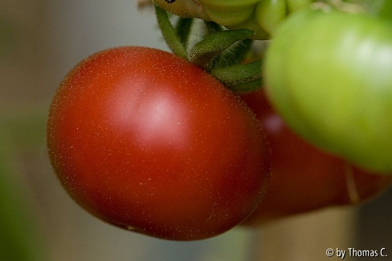 Tomatendschungel 03: Nadgok Haduk
