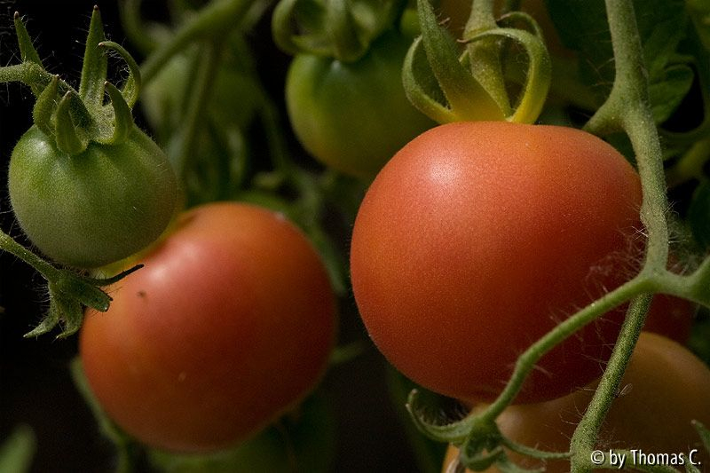Tomatendschungel 02: Zhuan Hong Kiao