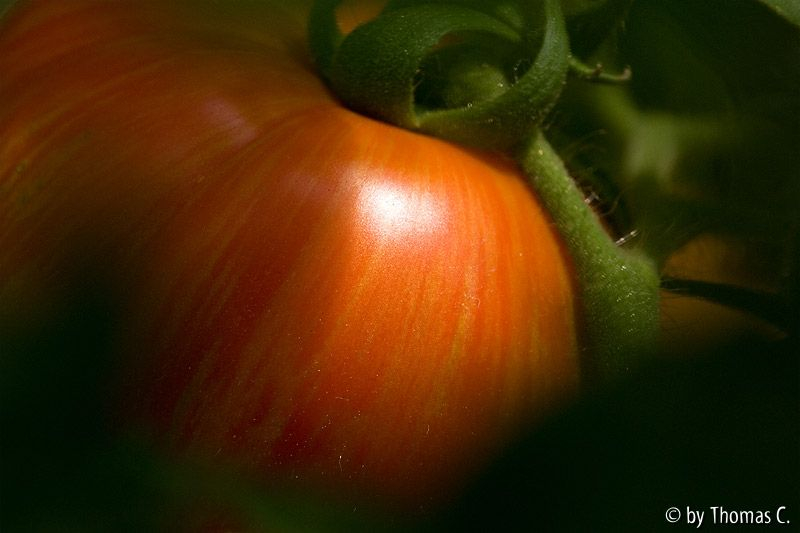 Tomatendschungel 01: Shimmeig Greg