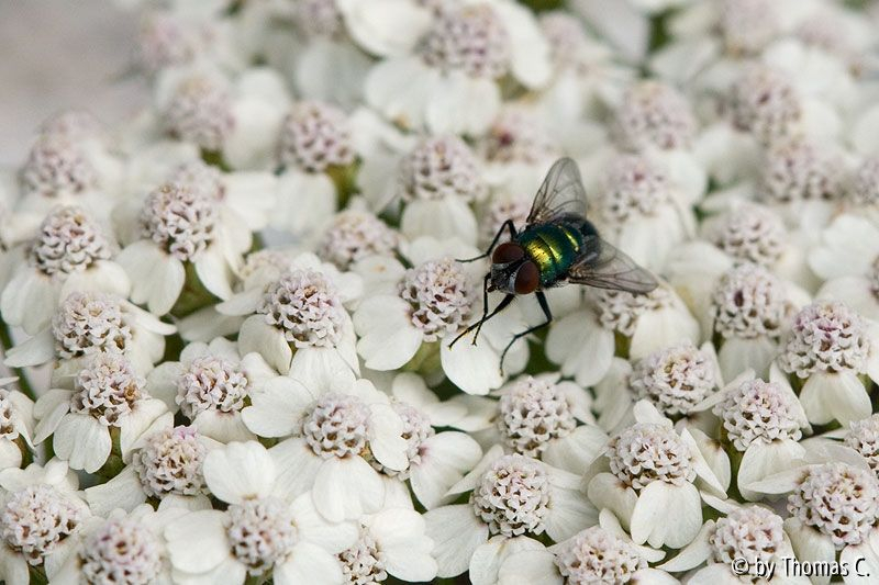 Fliegenverzweiflung