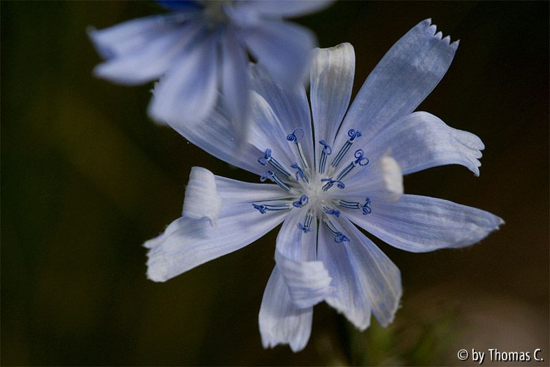 Wegwartenstil