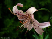 Lilium speciosum Uchida ??