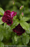 Burgundy-Ice-2 Bl 7730