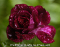 Burgundy-Ice-7728