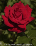 Ingrid-Bergmann-3137