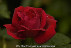Ingrid-Bergmann-2671