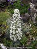 Saxifraga longifolia