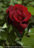 Ingrid-Bergmann-2219