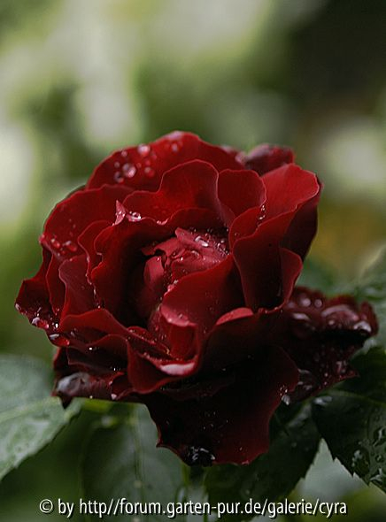 Hommage-a-Barbara-7733