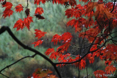 Acer aconitifolium im Regen