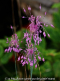 Allium