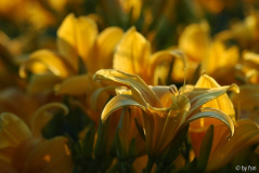 Hemerocallis Emilie 1 13-07-2008