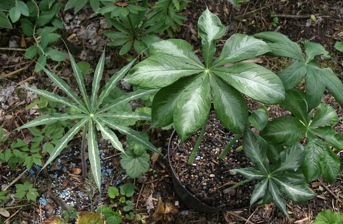 Arisaema consanguineum - panaschiert