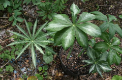 Arisaema consanguineum - panaschiert