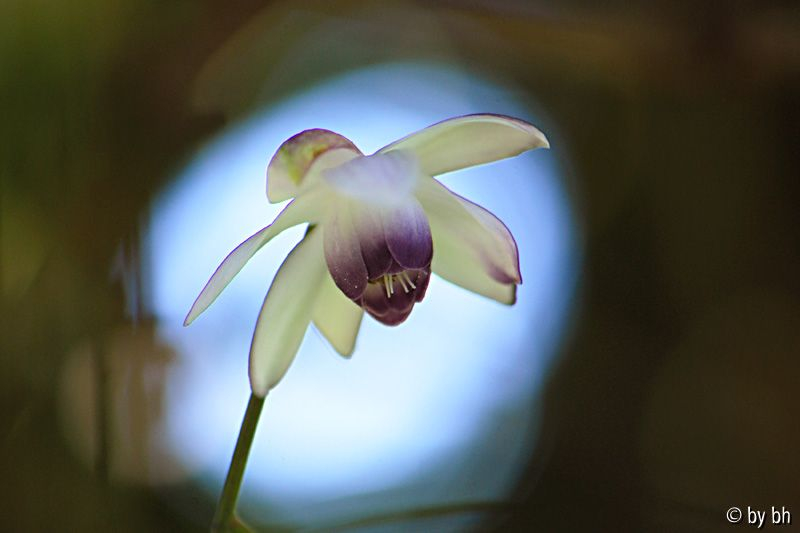 Anemonopsis macrophylla