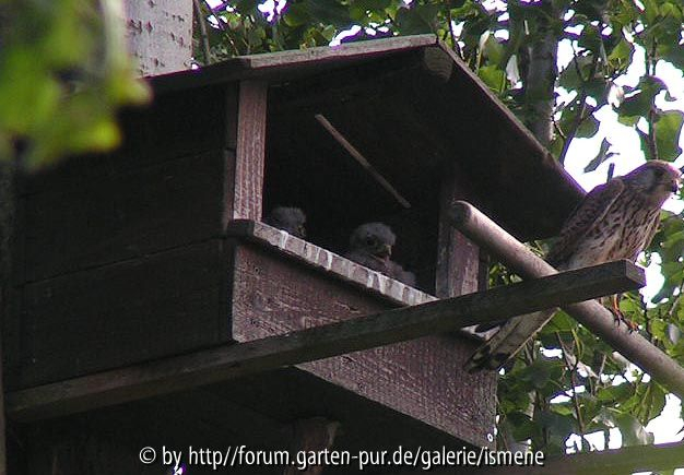 Falkenmutti 280505