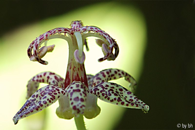 Tricyrtis macropoda Jul 16 08
