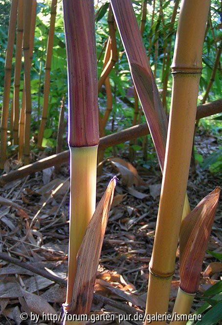 Phyllostachys aureocaulis aureosulcata