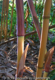Phyllostachys aureocaulis aureosulcata