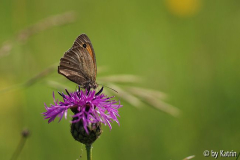 Heufalter