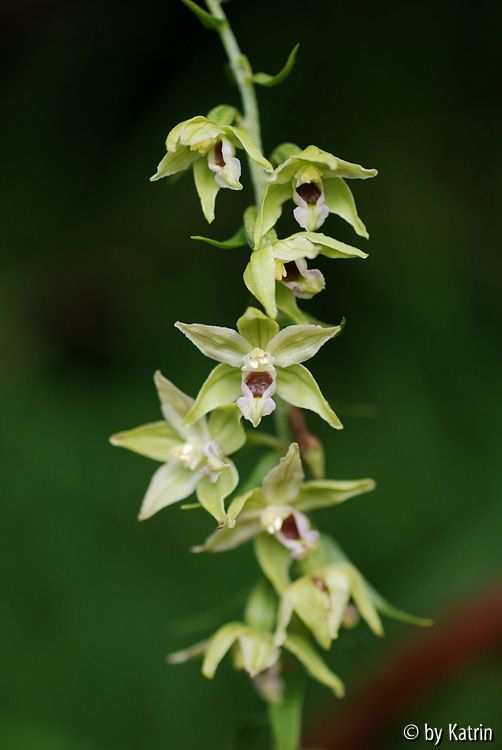 Epipactis helleborine