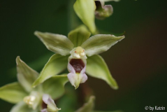 Epipactis helleborine