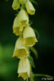 Digitalis lutea