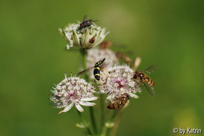 Sterdolde mit Besuchern
